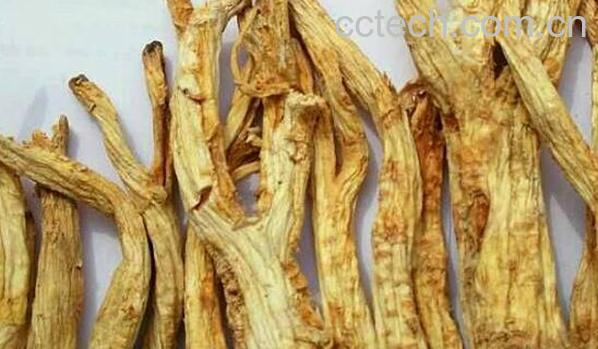 橘梗的功效与作用 橘梗的禁忌-0