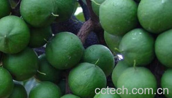 棕树花的功效与作用　棕树花的副作用-0