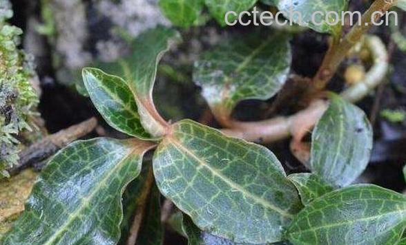 斑叶兰的功效与作用 斑叶兰的禁忌-0