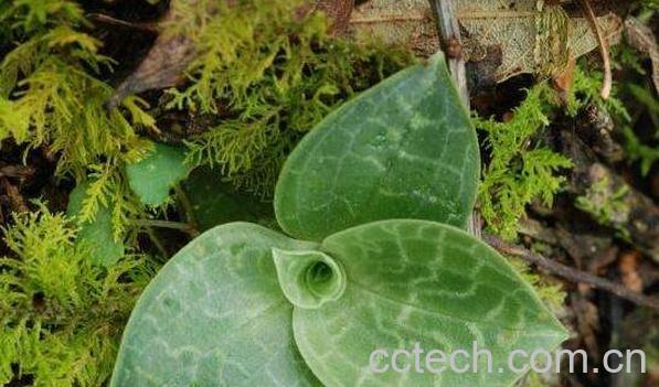 斑叶兰的功效与作用 斑叶兰的禁忌-1