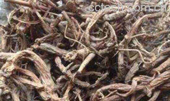 隔山香的功效与作用 隔山香的禁忌-1