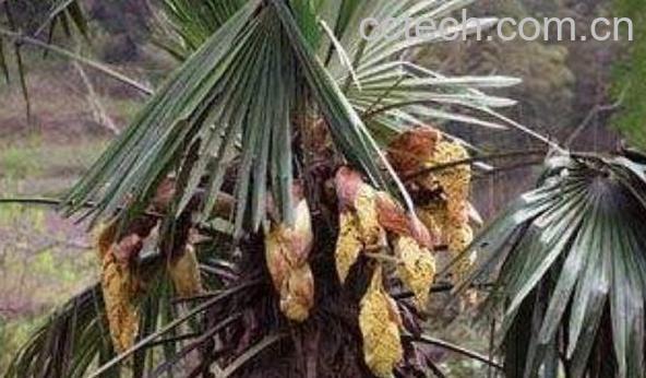 棕榈子的功效与作用　棕榈子的药用价值-1