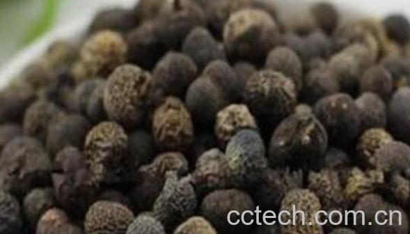 棕榈子的功效与作用　棕榈子的药用价值-0