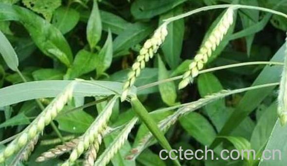 小画眉草的功效与作用-0