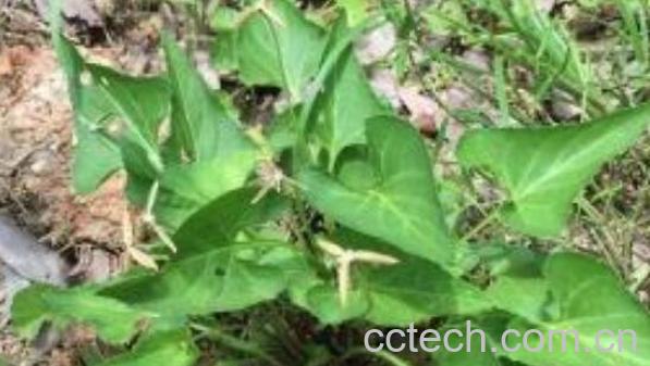 夹眉草的功效与作用-1