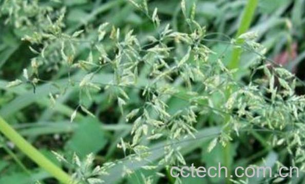 小画眉草的功效与作用-1