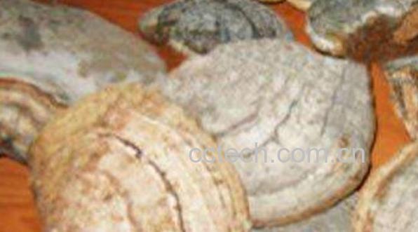 阿里红的功效与作用-0