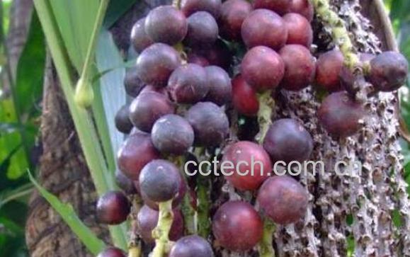 棕树籽怎么吃　棕树籽的食用方法-0