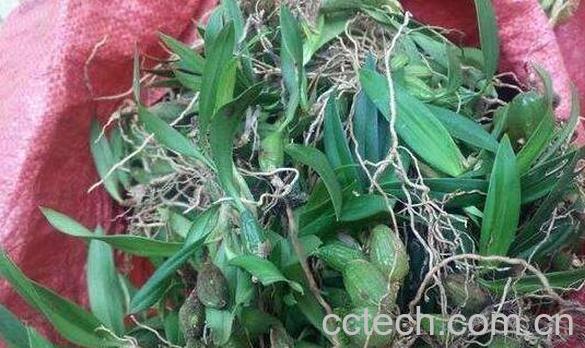 石仙桃的功效与作用 石仙桃的禁忌-0