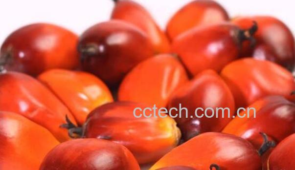 棕树籽怎么吃　棕树籽的食用方法-1