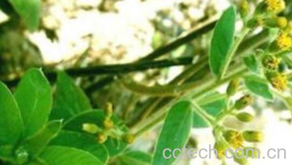 过山香的功效与作用 过山香的药用价值-0