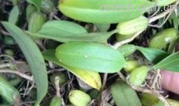 石仙桃的功效与作用 石仙桃的禁忌-1