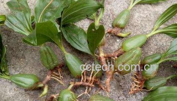 石仙桃怎么吃 石仙桃的食用方法-0