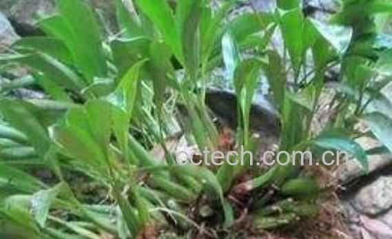 石仙桃怎么吃 石仙桃的食用方法-1