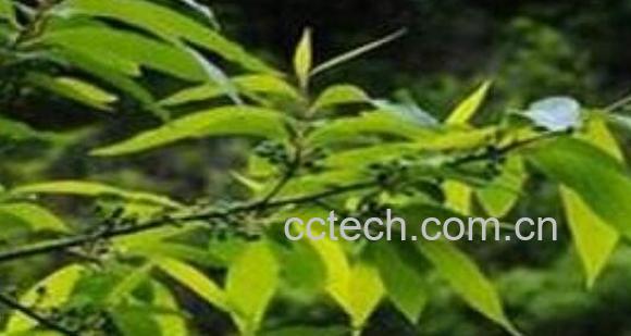 过山香的功效与作用 过山香的药用价值-1