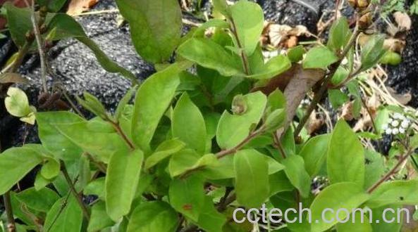 满山香的功效与作用 满山香的药用价值-0