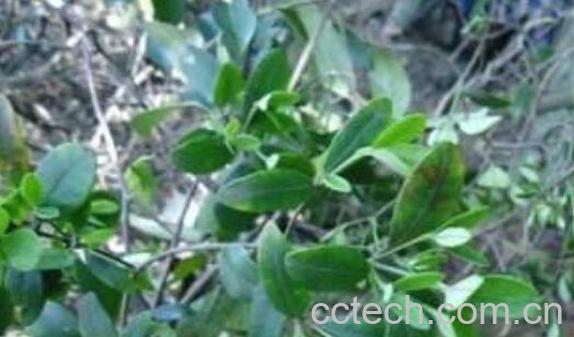 满山香的功效与作用 满山香的药用价值-1