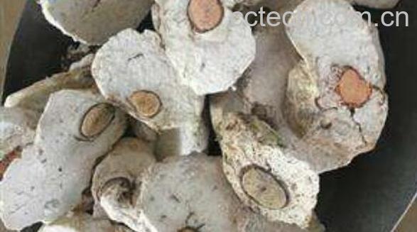 茯神木的功效与作用 茯神木的药用价值-1