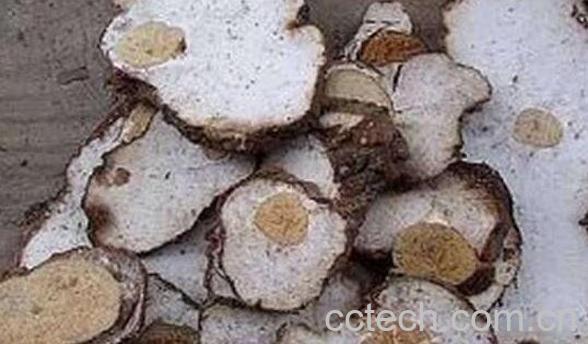 茯神木的功效与作用 茯神木的药用价值-0