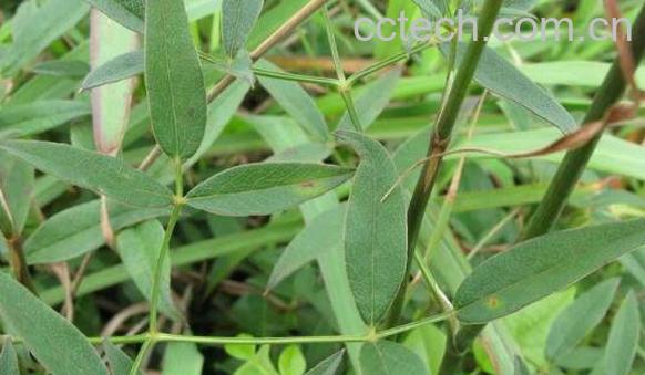  隔山香的功效与作用 隔山香的药用价值-1