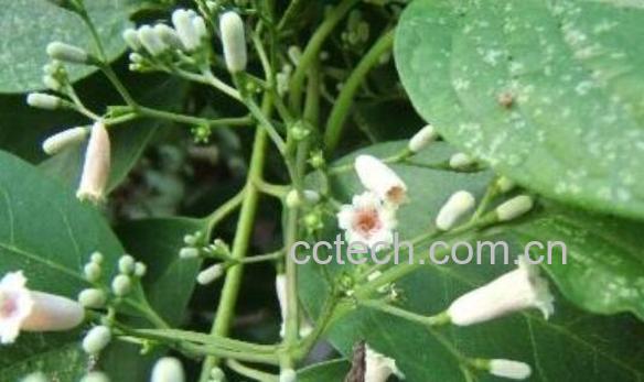 红香藤的功效与作用 红香藤的药用价值-1