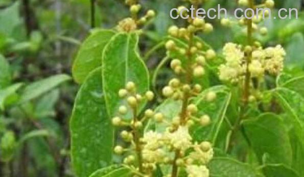 香藤洗澡的功效与作用-0