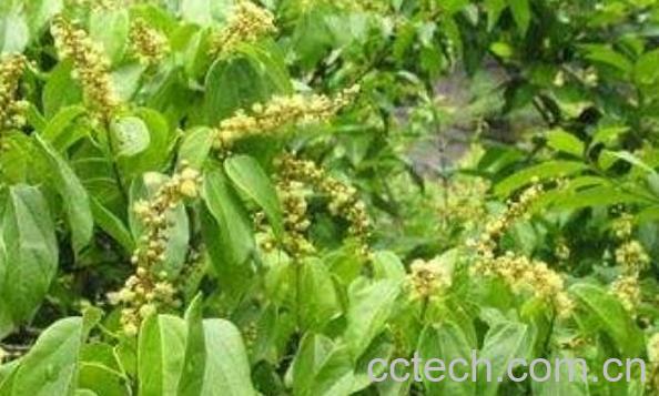 红香藤的功效与作用 红香藤的药用价值-0