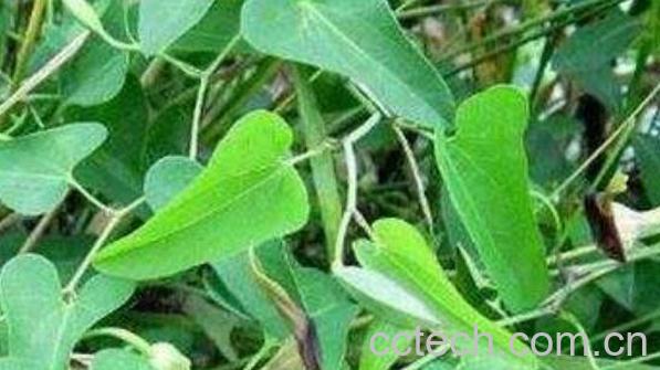 香藤洗澡的功效与作用-1