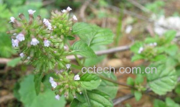 细风轮菜的功效与作用-1