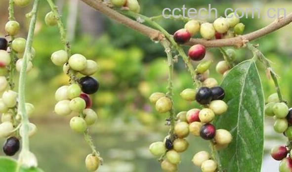 五月茶泡酒有什么功效-0