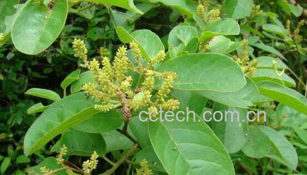 五月茶泡酒有什么功效-1