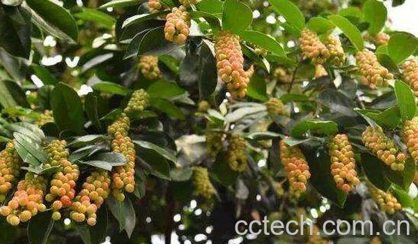 五月茶是什么 五月茶的功效与作用-0