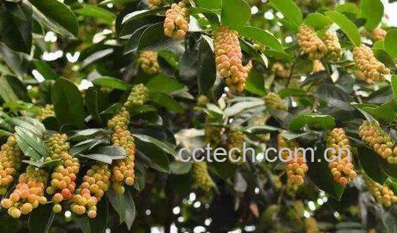 五月茶是什么 五月茶的功效与作用-1