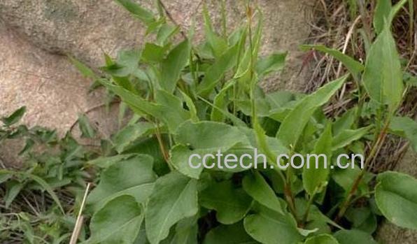 蝎子七和地蜂子的区别 蝎子七的功效与作用-0