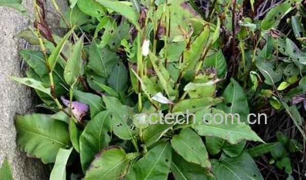 蝎子七的功效与作用 蝎子七的药用价值-0