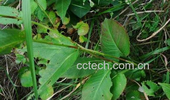 蝎子七和地蜂子的区别 蝎子七的功效与作用-1