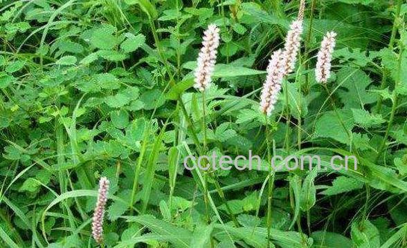 蝎子七的功效与作用 蝎子七的药用价值-1