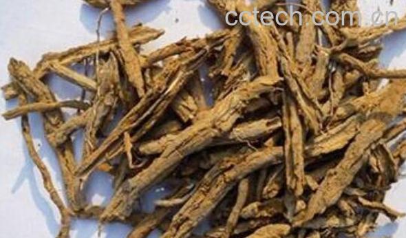 地骨皮的功效与作用 地骨皮的食用方法-0