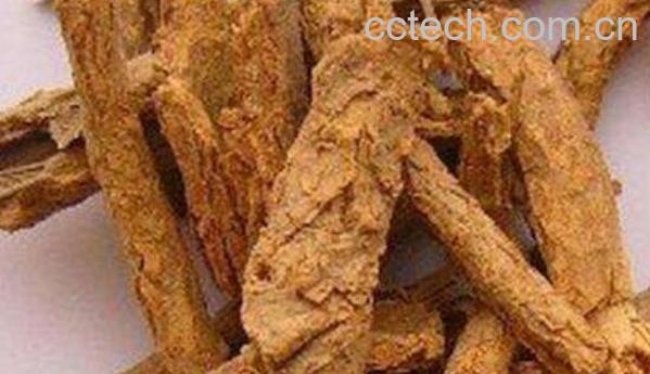 地骨皮的功效与作用 地骨皮的食用方法-1