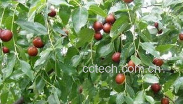 枣叶的功效与作用 枣叶的药用价值-0