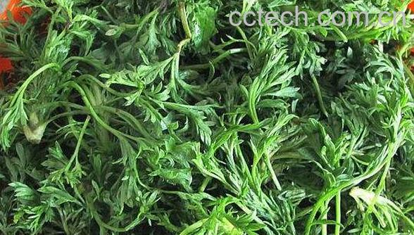 金钟茵陈的功效与作用及药用价值-0