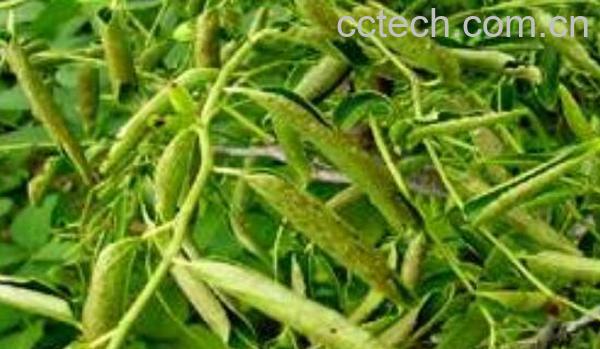 枣叶的功效与作用 枣叶的药用价值-1