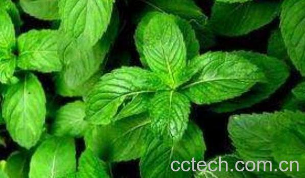 荫风轮的功效与作用 荫风轮的副作用-0