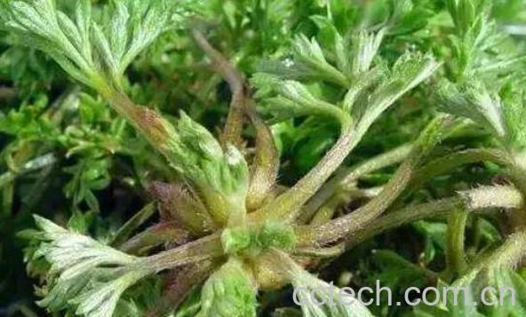 金钟茵陈的功效与作用及药用价值-1