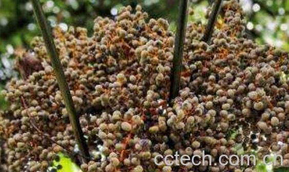 棕榈子怎么吃 棕榈子的食用方法-1