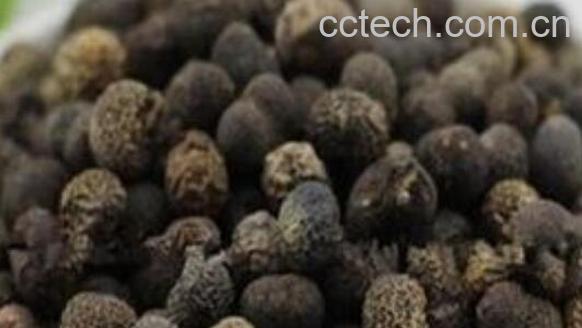 棕榈子怎么吃 棕榈子的食用方法-0