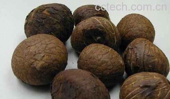 棕榈子的功效与作用 棕榈子的药用价值-1