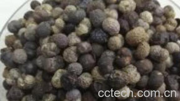 棕榈子的功效与作用 棕榈子的药用价值-0