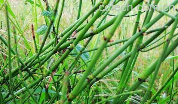 止惊草的功效与作用-0