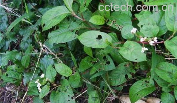 止惊草的功效与作用-1